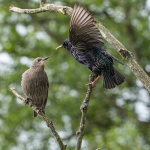 Redwell   27 05 2020   D500   Les 309.jpg